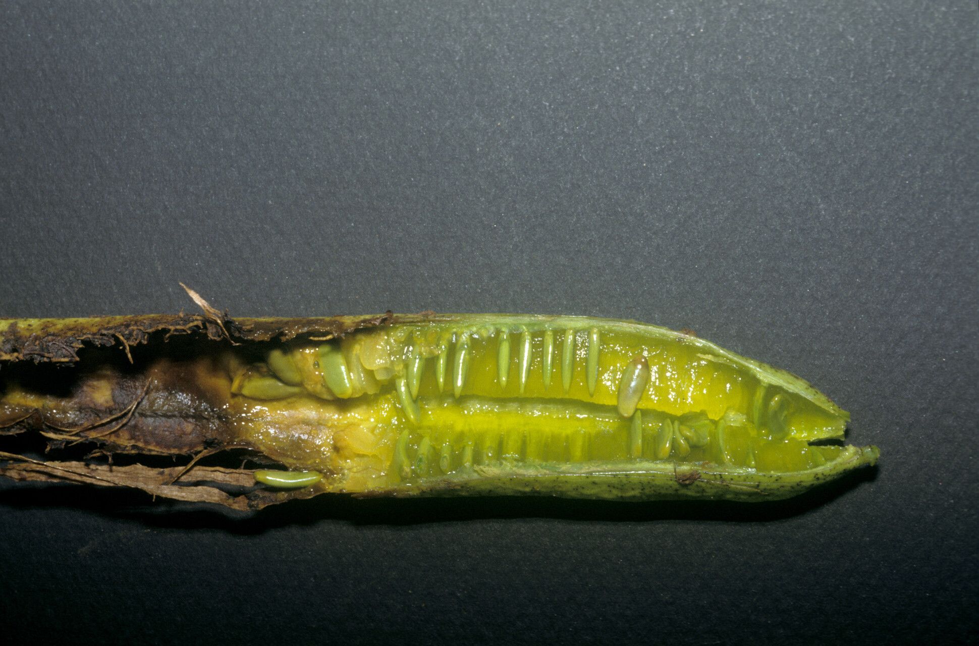 Senna quinquangulata fruit