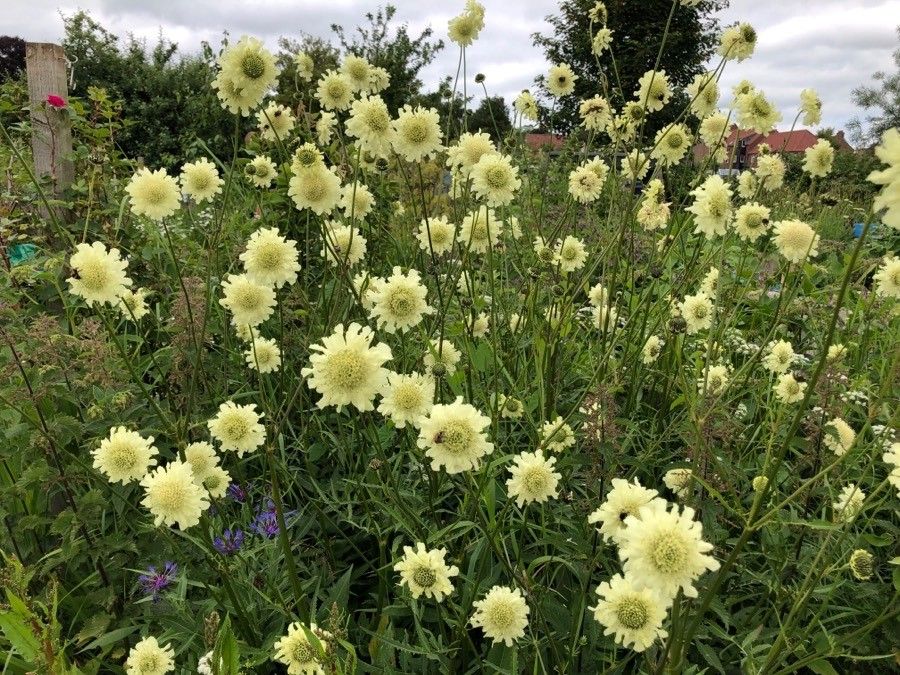 Cephalaria gigantea flower