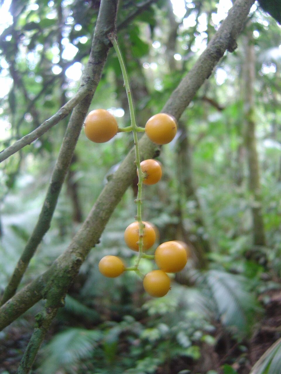 Picramnia ramiflora — houseplant care guide