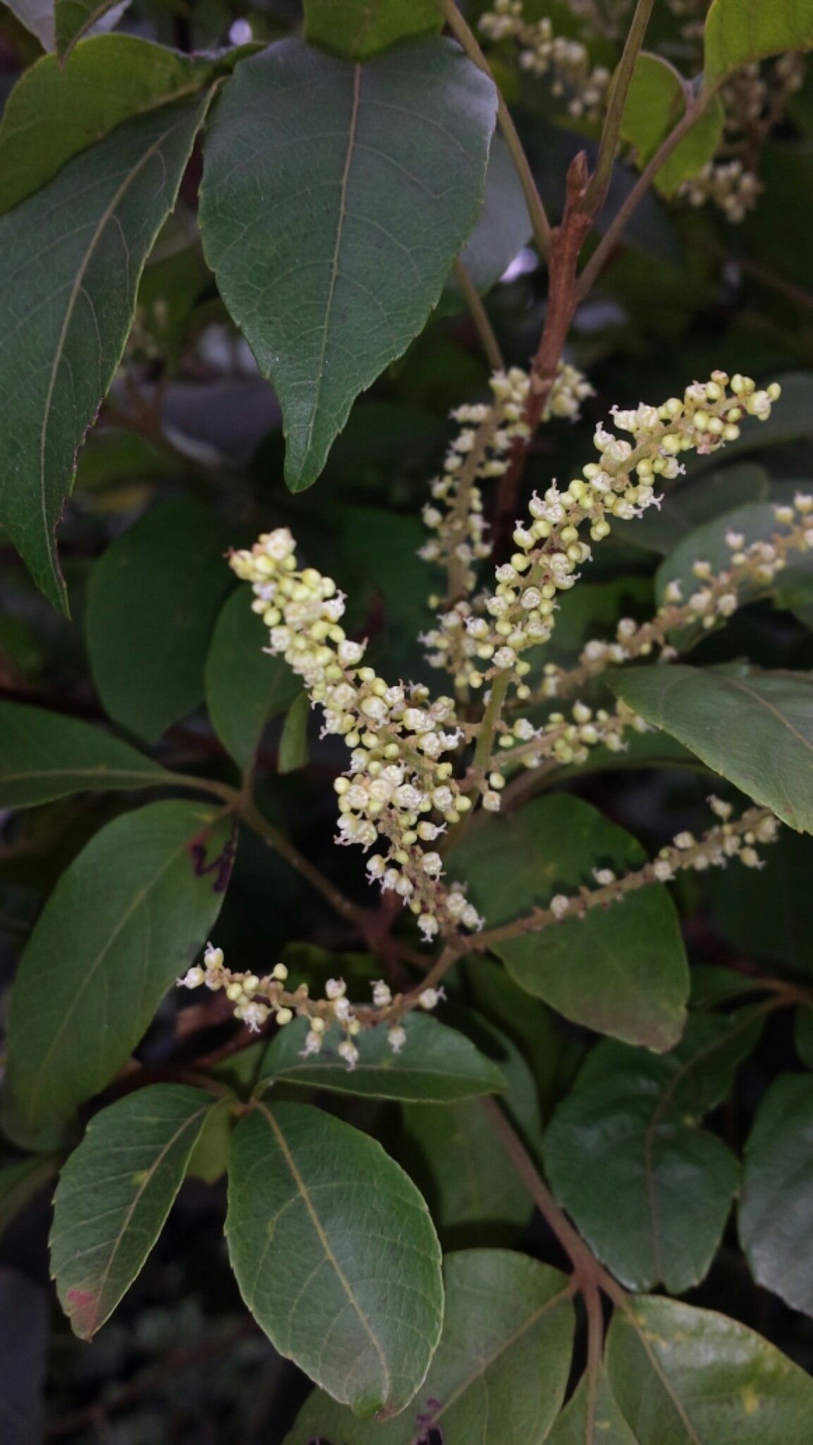 Allophylus boinensis flower