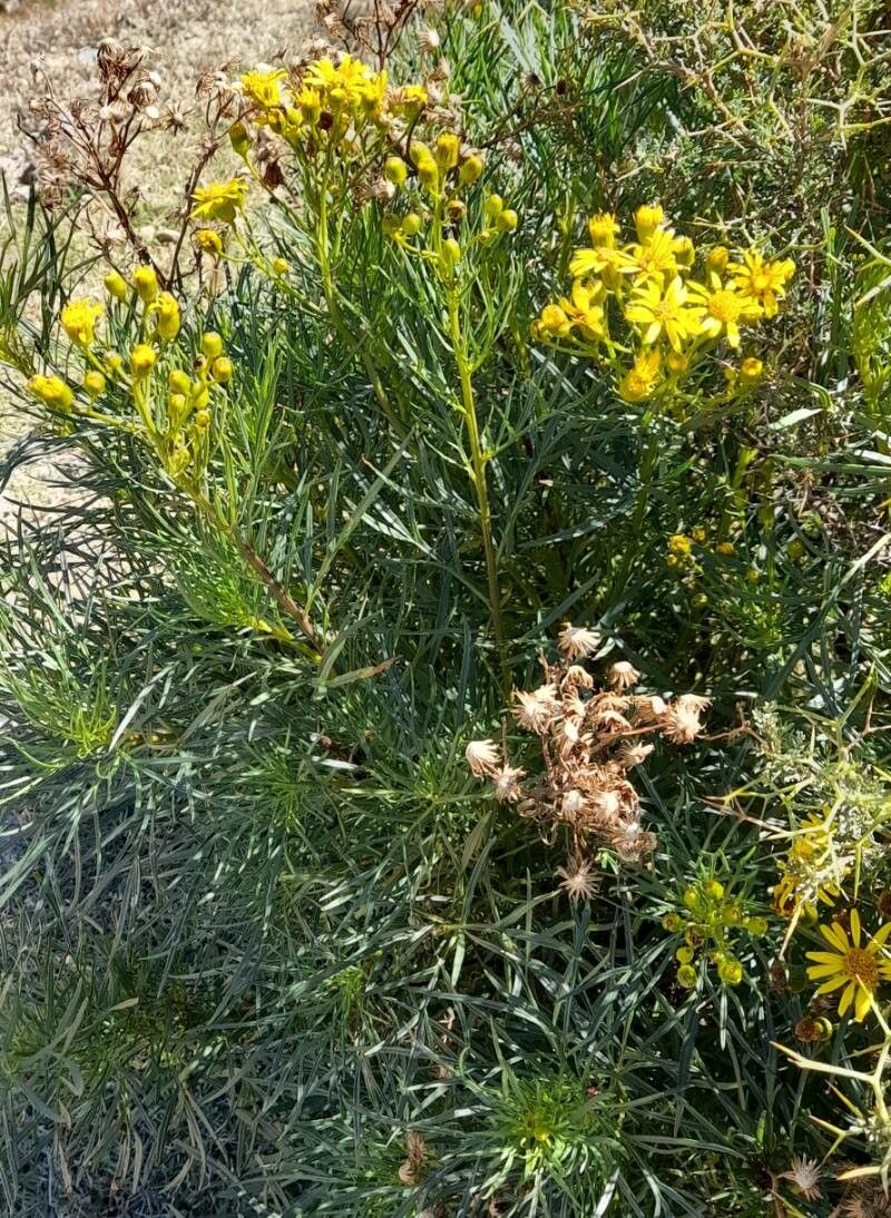 Senecio rudbeckiifolius habit