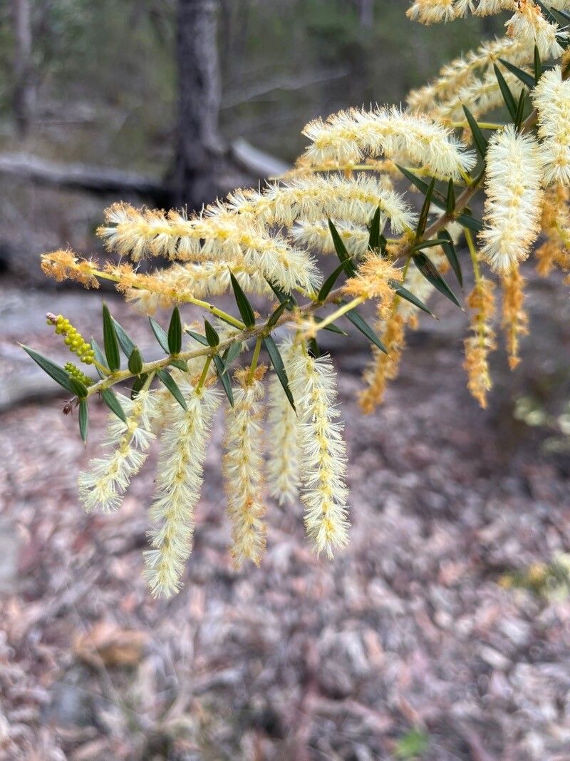Acacia oxycedrus flower