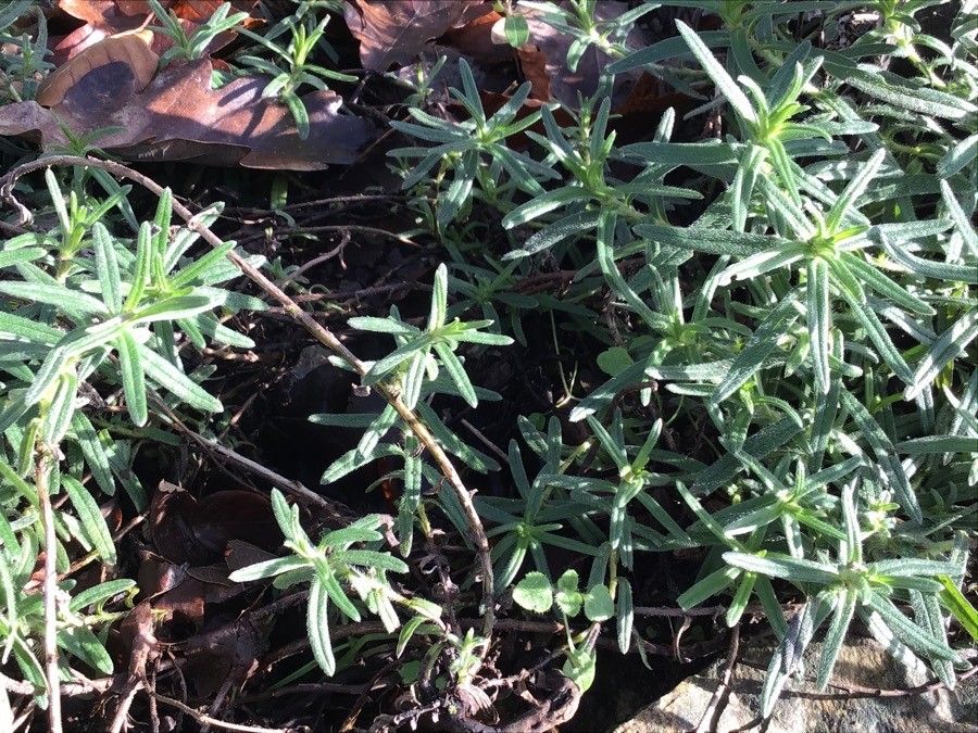 Glandora diffusa — search result for 'Melastomataceae'