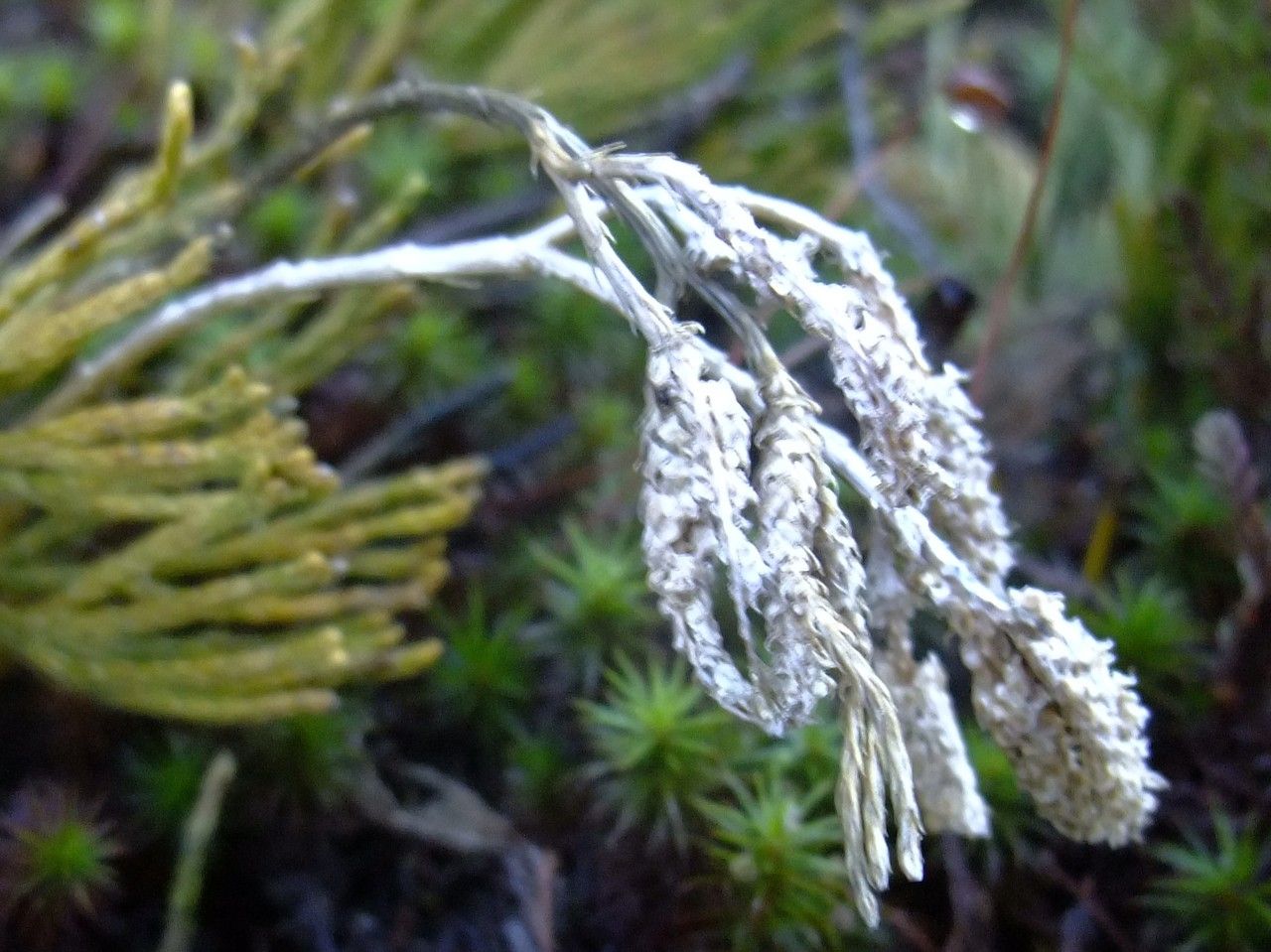 Diphasiastrum zeilleri fruit