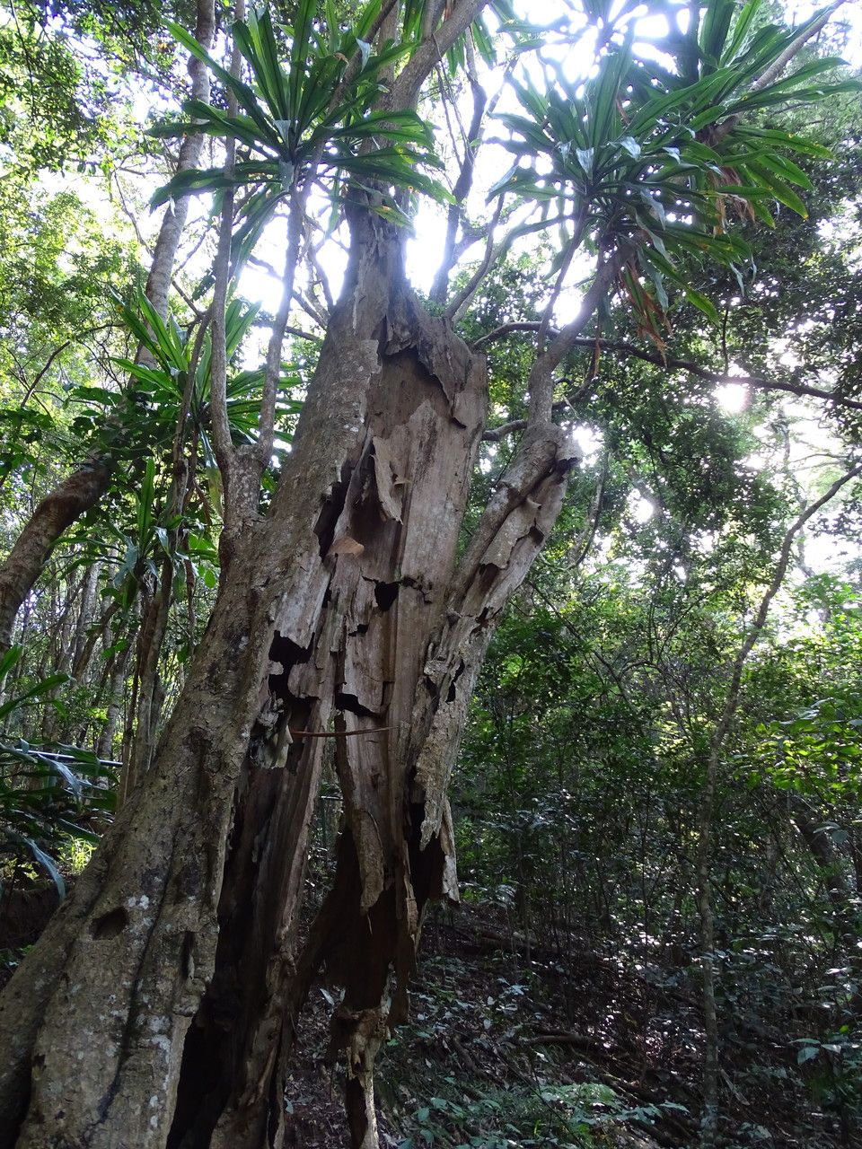Dracaena steudneri bark