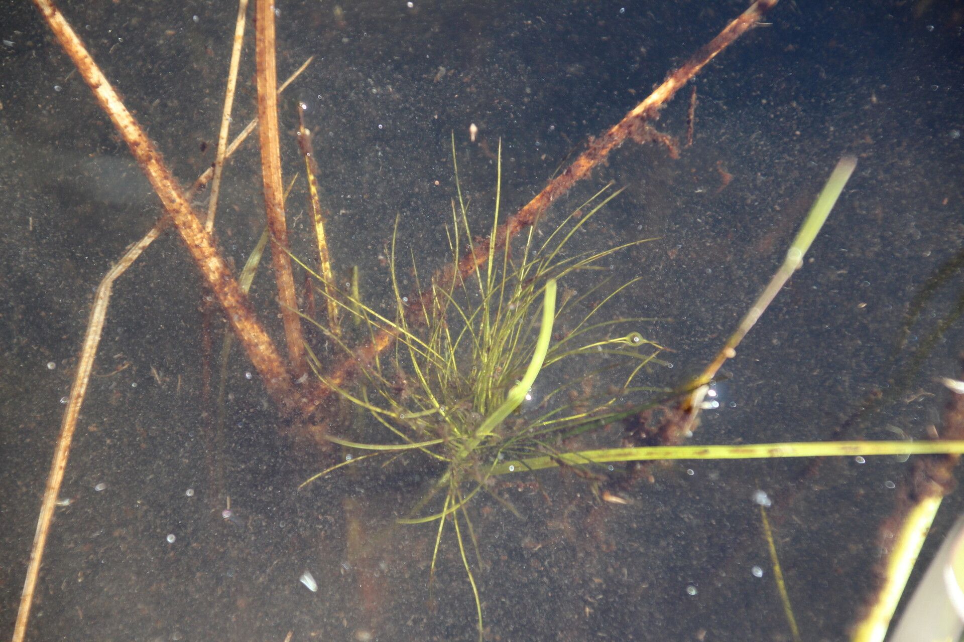 Eleocharis naumanniana — search result for 'Eleocharis'