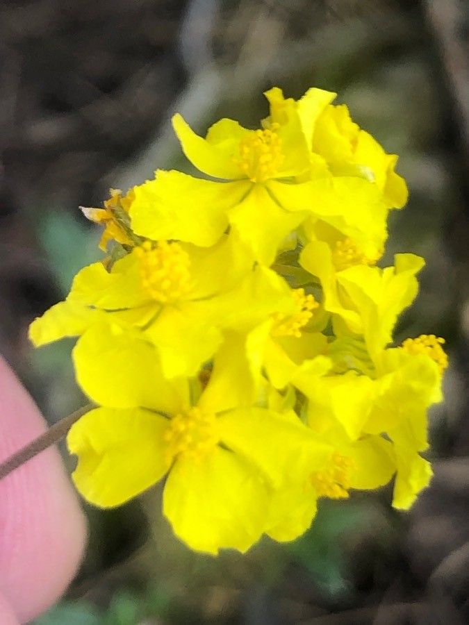 Helianthemum oelandicum flower