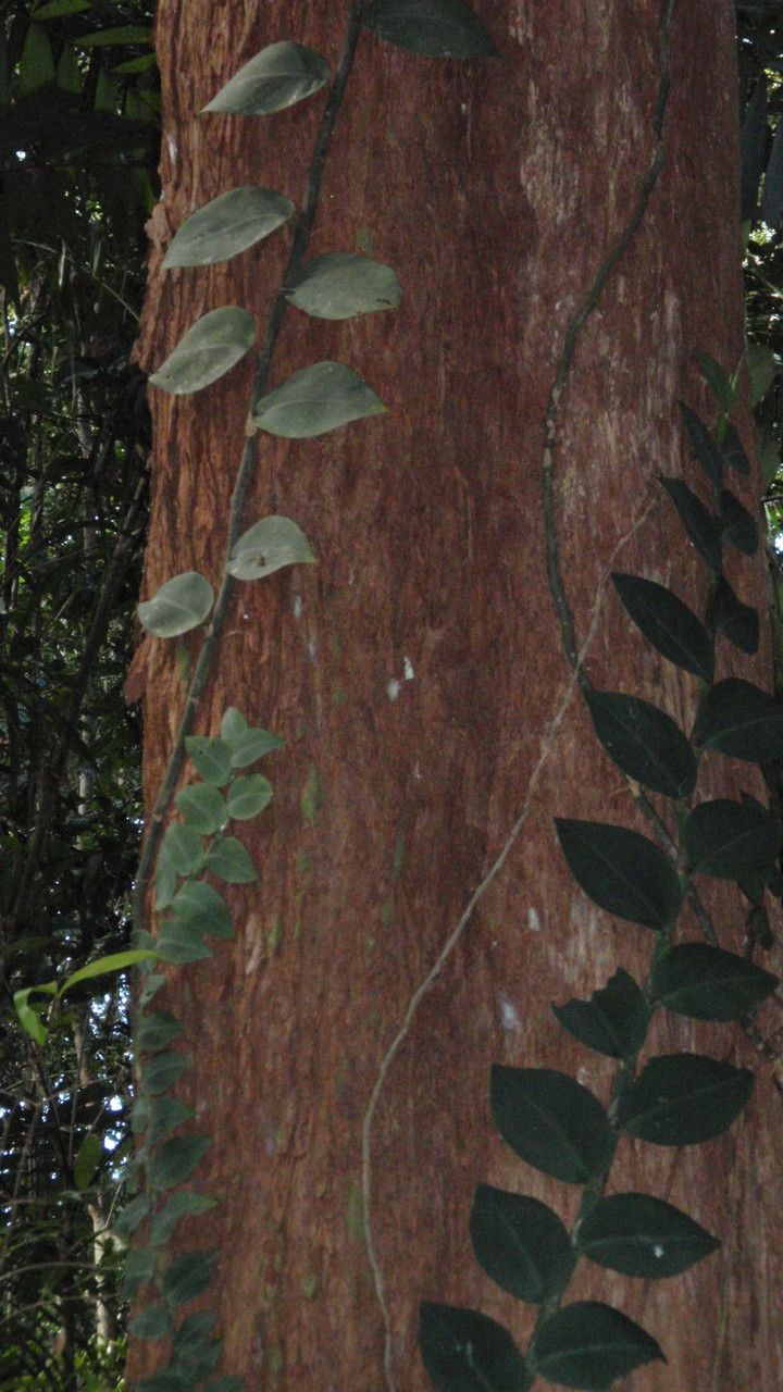 Rhaphidophora hayi habit