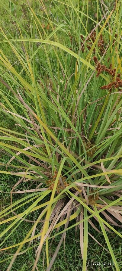 Cyperus ligularis