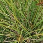 Cyperus ligularis