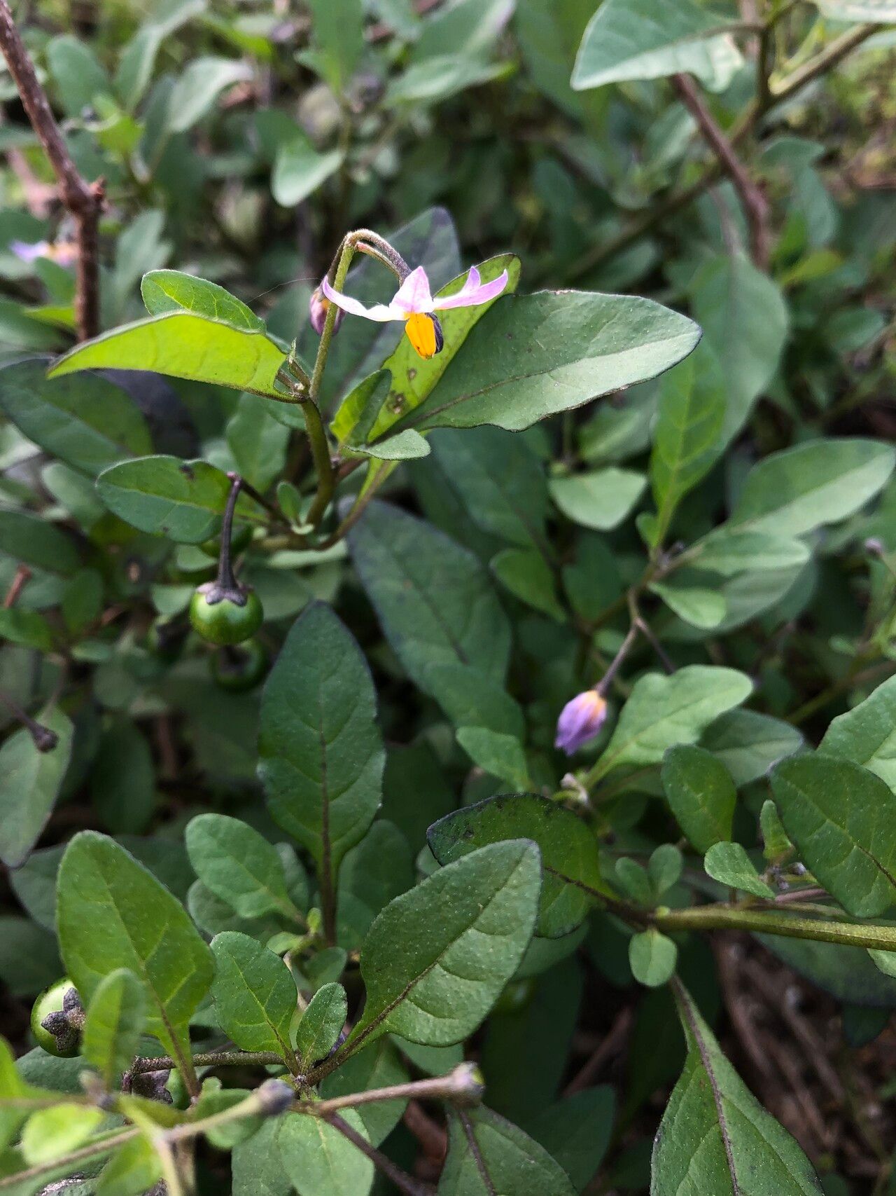 Solanum pseudogracile flower