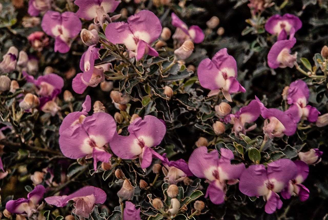 Podalyria calyptrata — search result for 'Eastern South Africa'