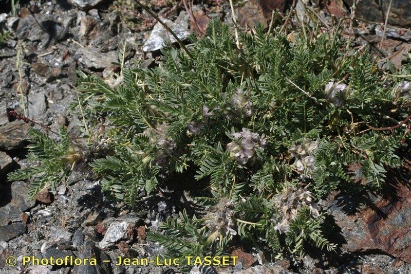 Astragalus nevadensis habit