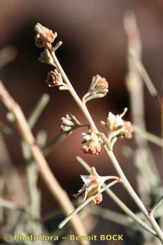 Reseda scoparia other