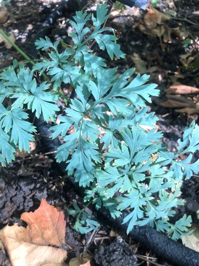 Dicentra formosa