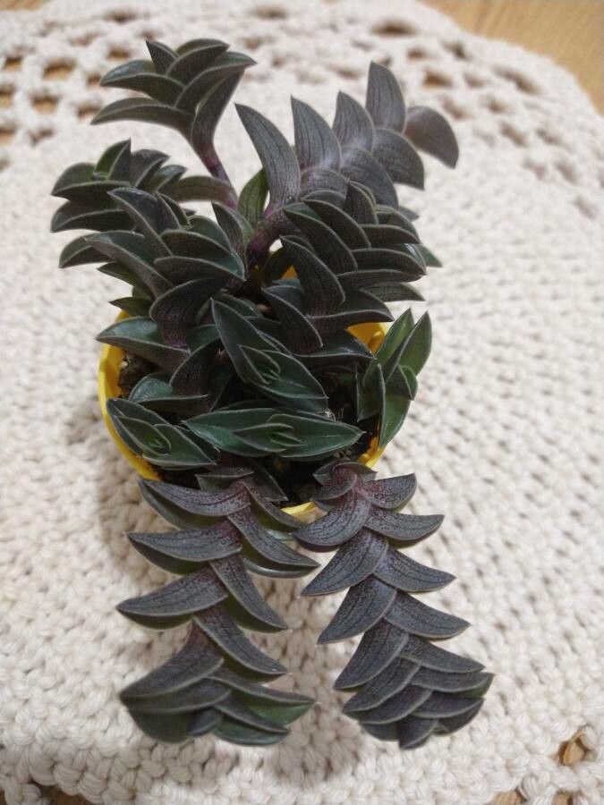 Callisia navicularis flower