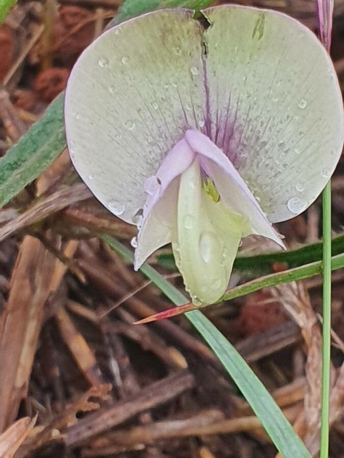 Vigna friesiorum flower