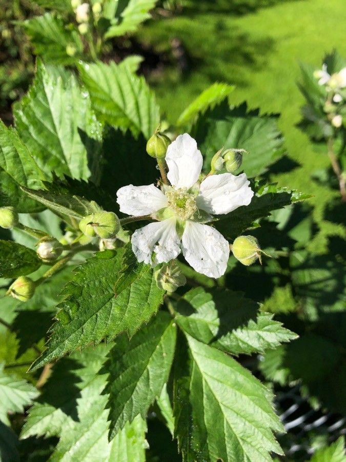 Rubus polyanthemus flower