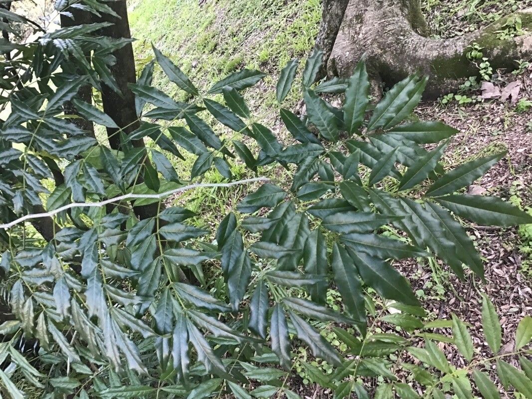 Lonchocarpus cultratus — houseplant care guide