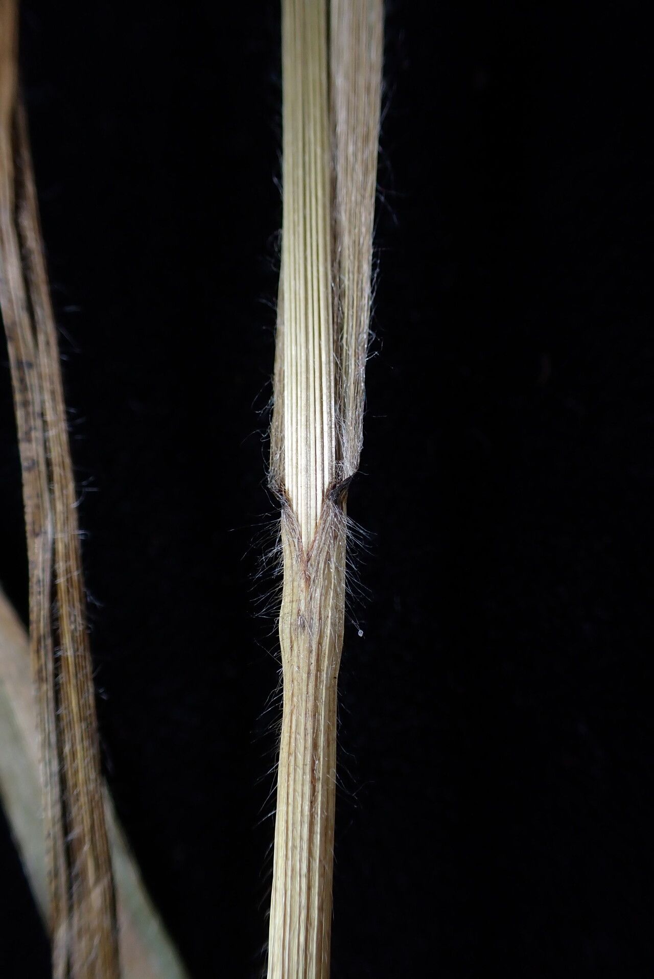 Bromus himalaicus bark