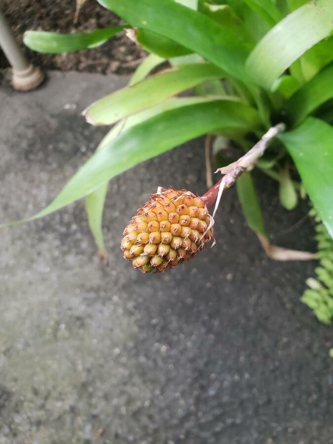 Aechmea gamosepala fruit