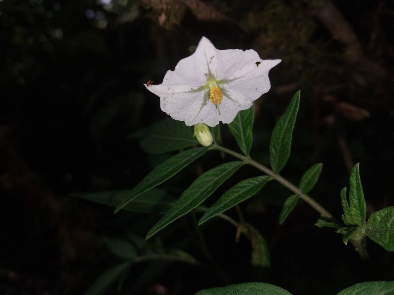 Solanum longiconicum flower