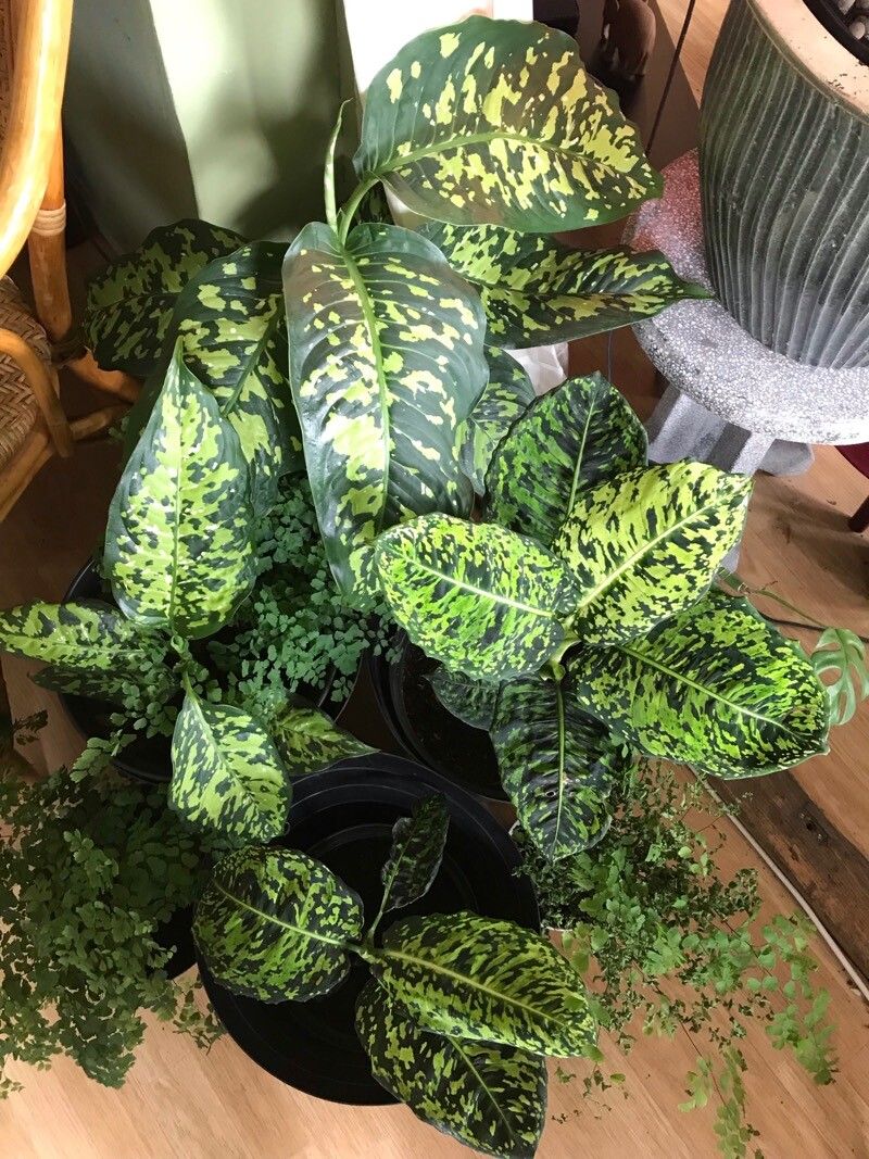 Dieffenbachia grayumiana leaf