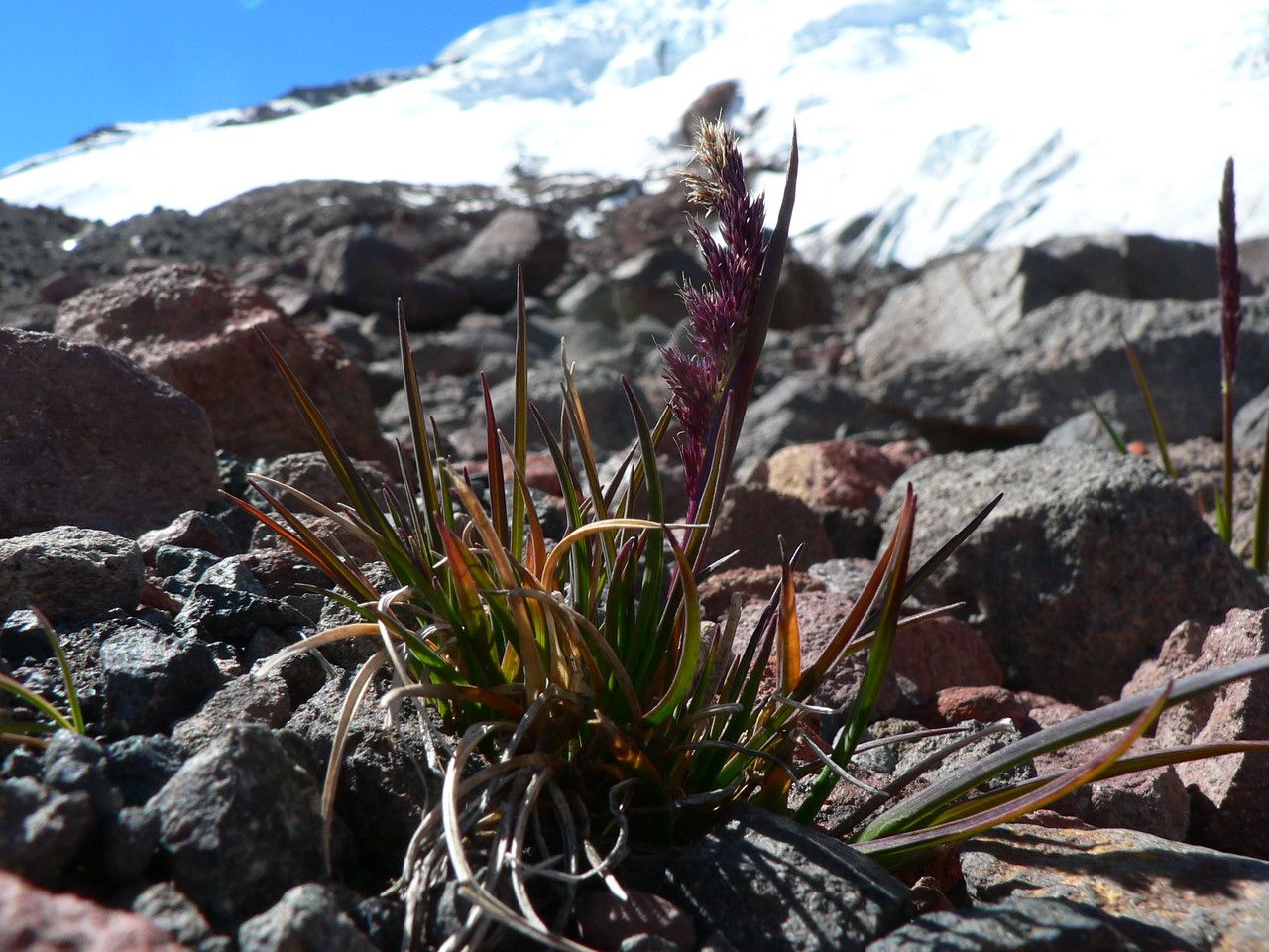 Calamagrostis fibrovaginata habit