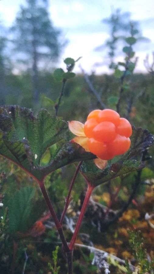 Rubus chamaemorus fruit