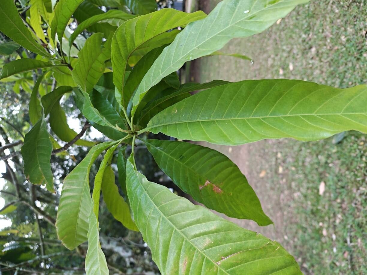 Gustavia speciosa leaf