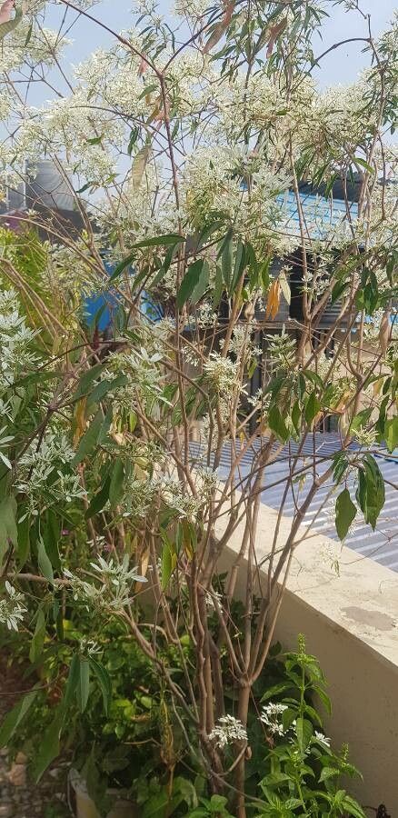 Euphorbia leucocephala leaf