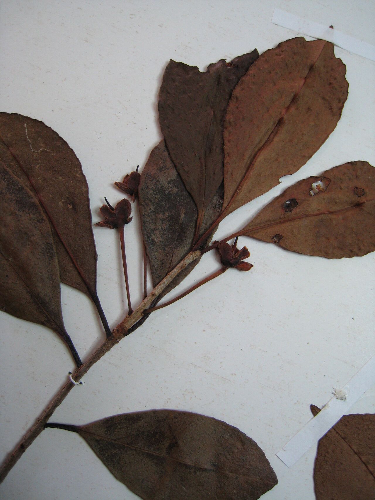 Ternstroemia delicatula — houseplant care guide