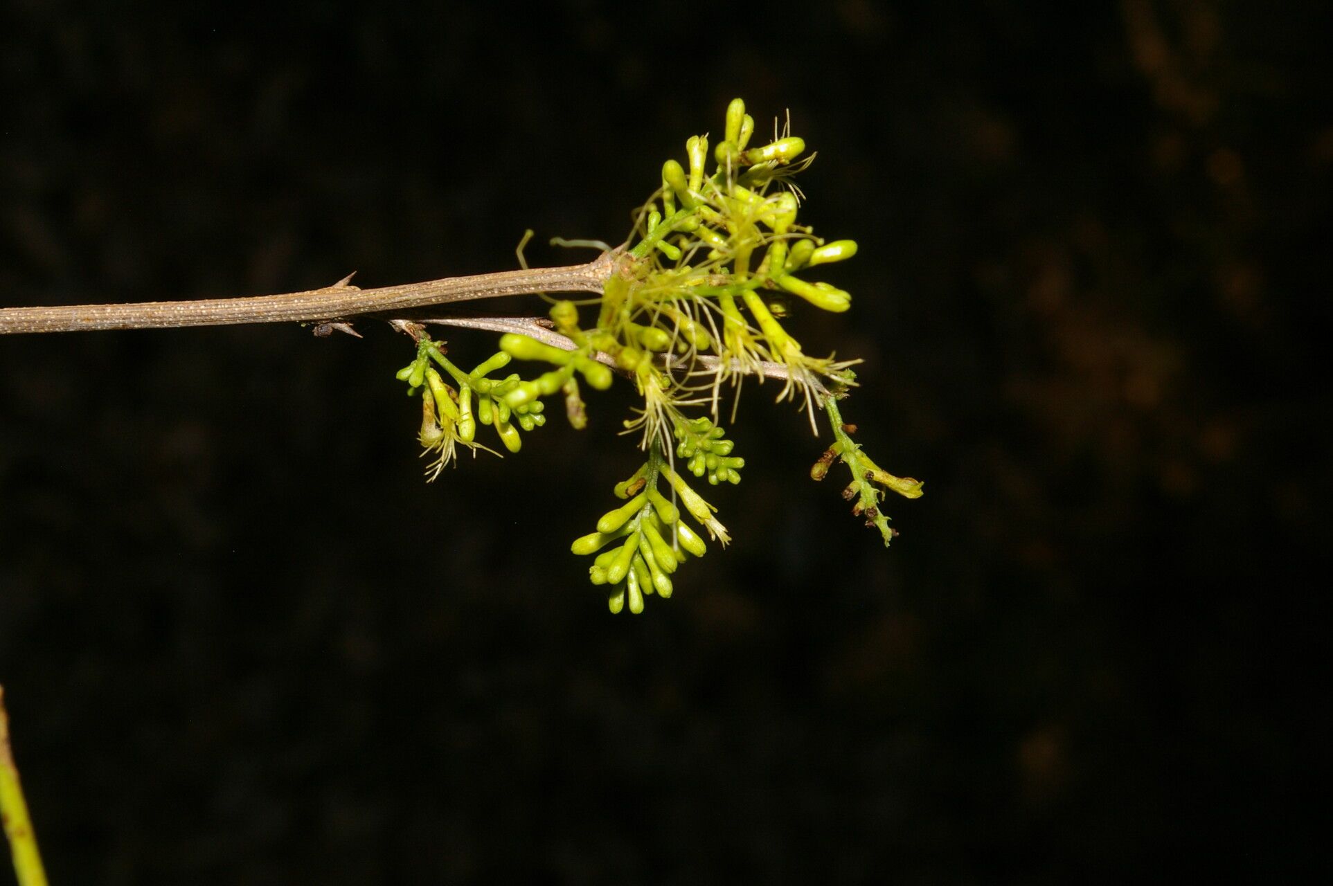 Pithecellobium bipinnatum flower