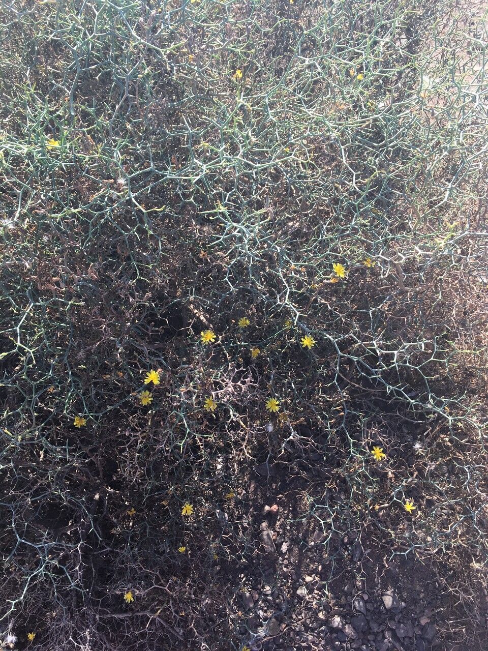 Launaea arborescens — related species from the same genus