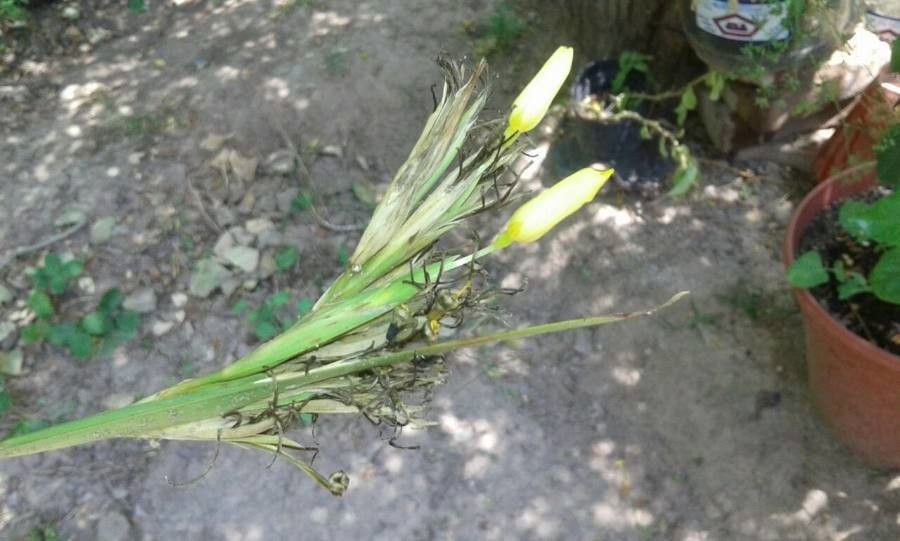 Sisyrinchium elmeri flower