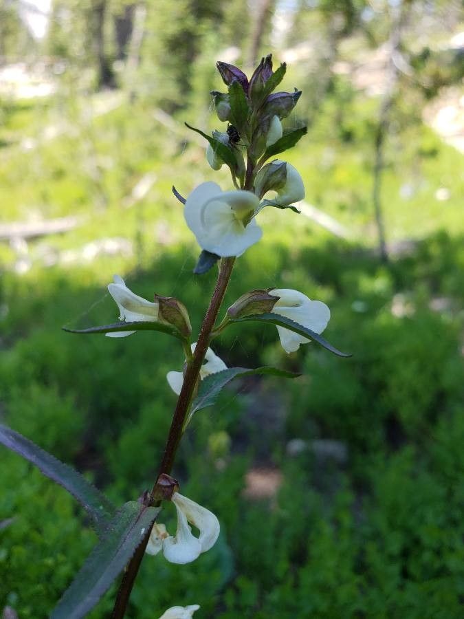 Pedicularis racemosa flower