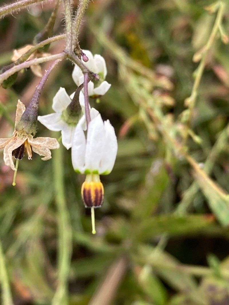 Solanum lyratum flower