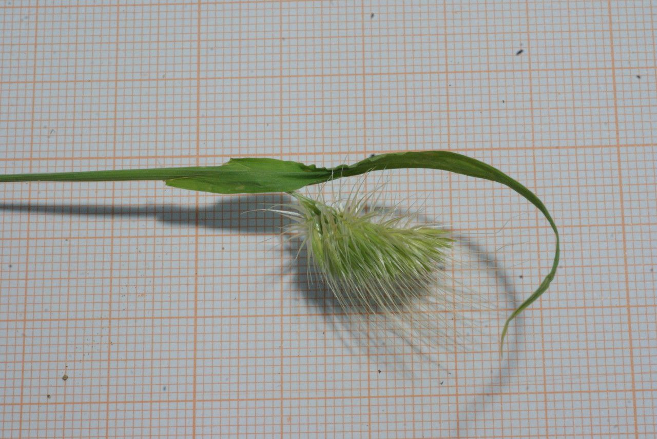 Cynosurus elegans flower