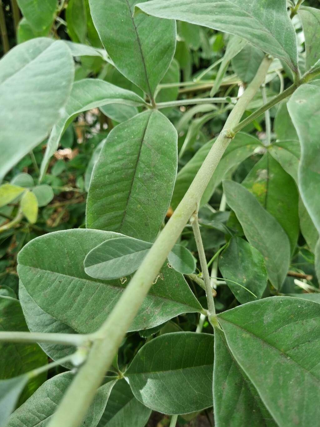 Argyrocytisus battandieri bark