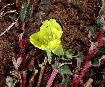 Oenothera multicaulis — search result for 'Oenothera'