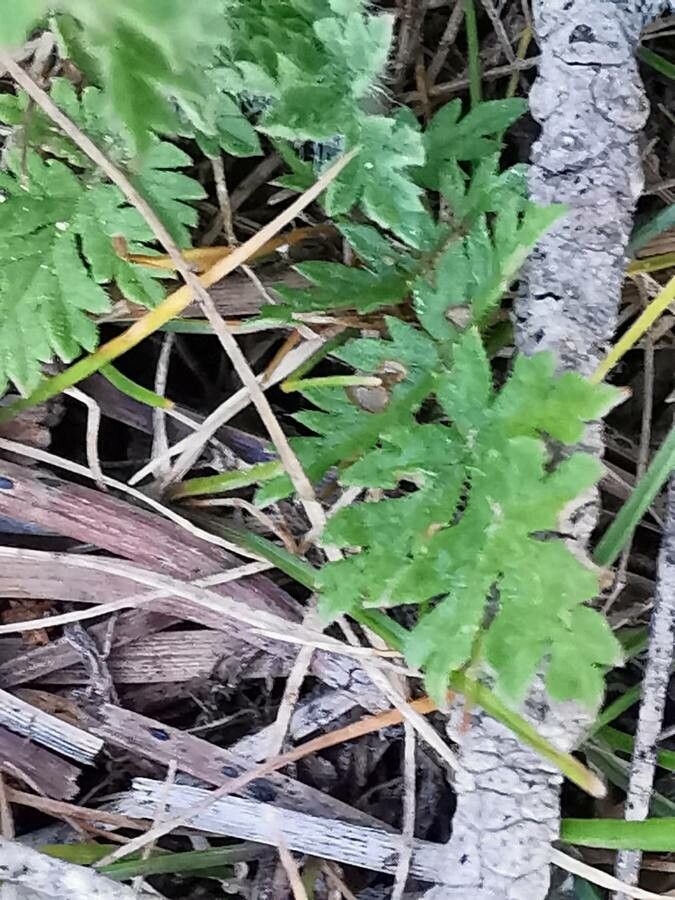 Erodium acaule — related species from the same genus