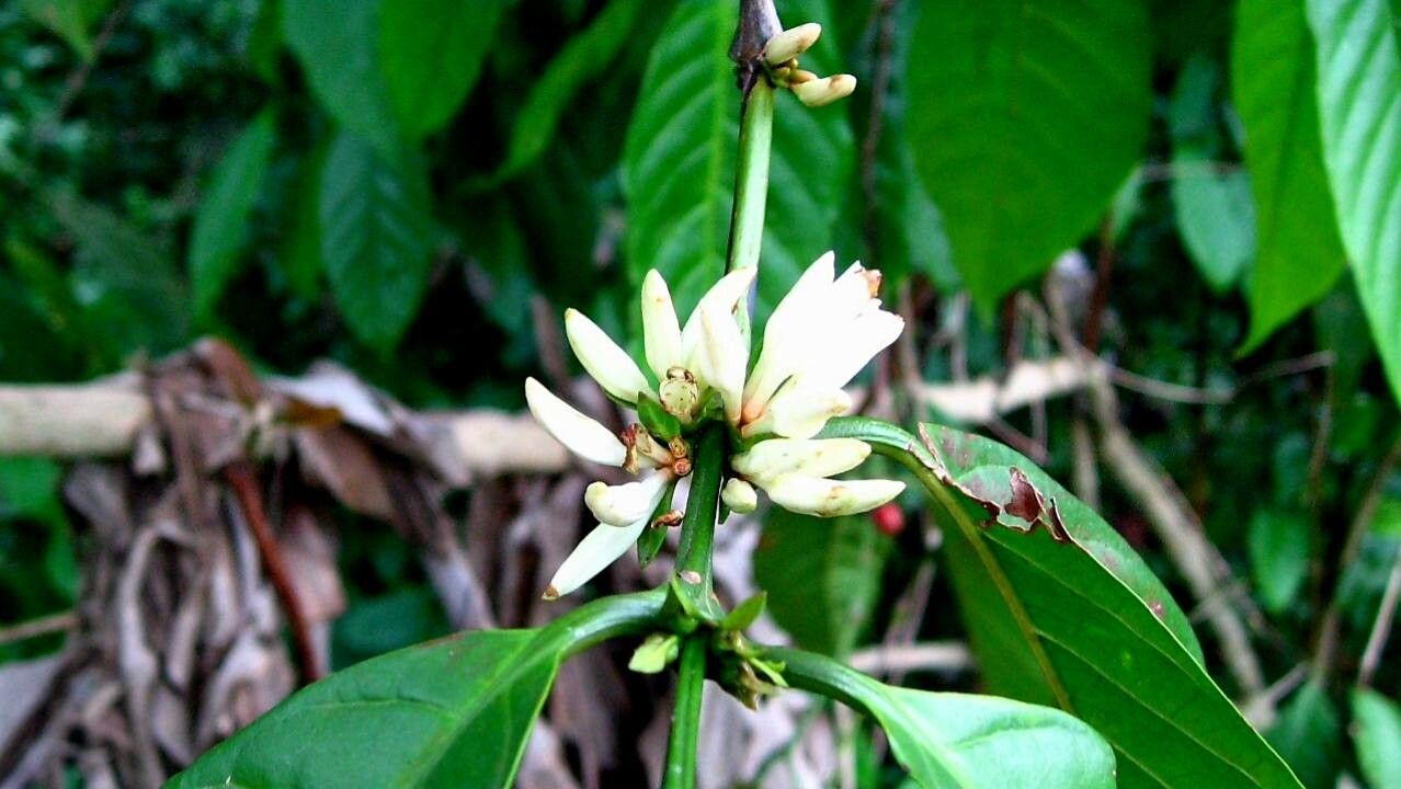 Coffea abbayesii flower