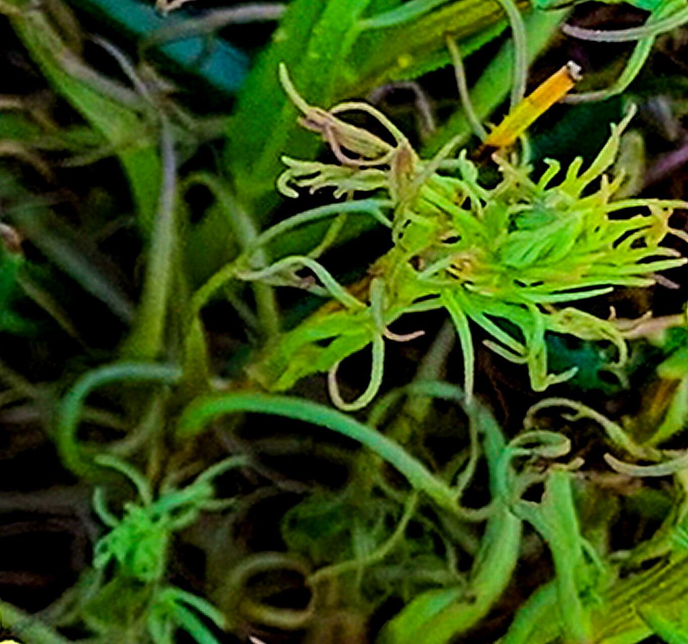 Triphysaria versicolor — search result for 'West Coast of North America'