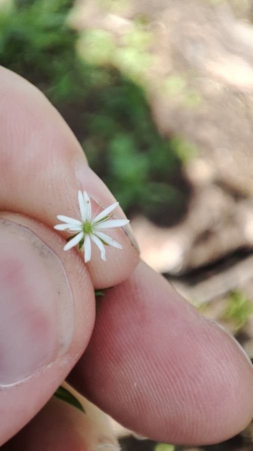 Stellaria crassifolia flower