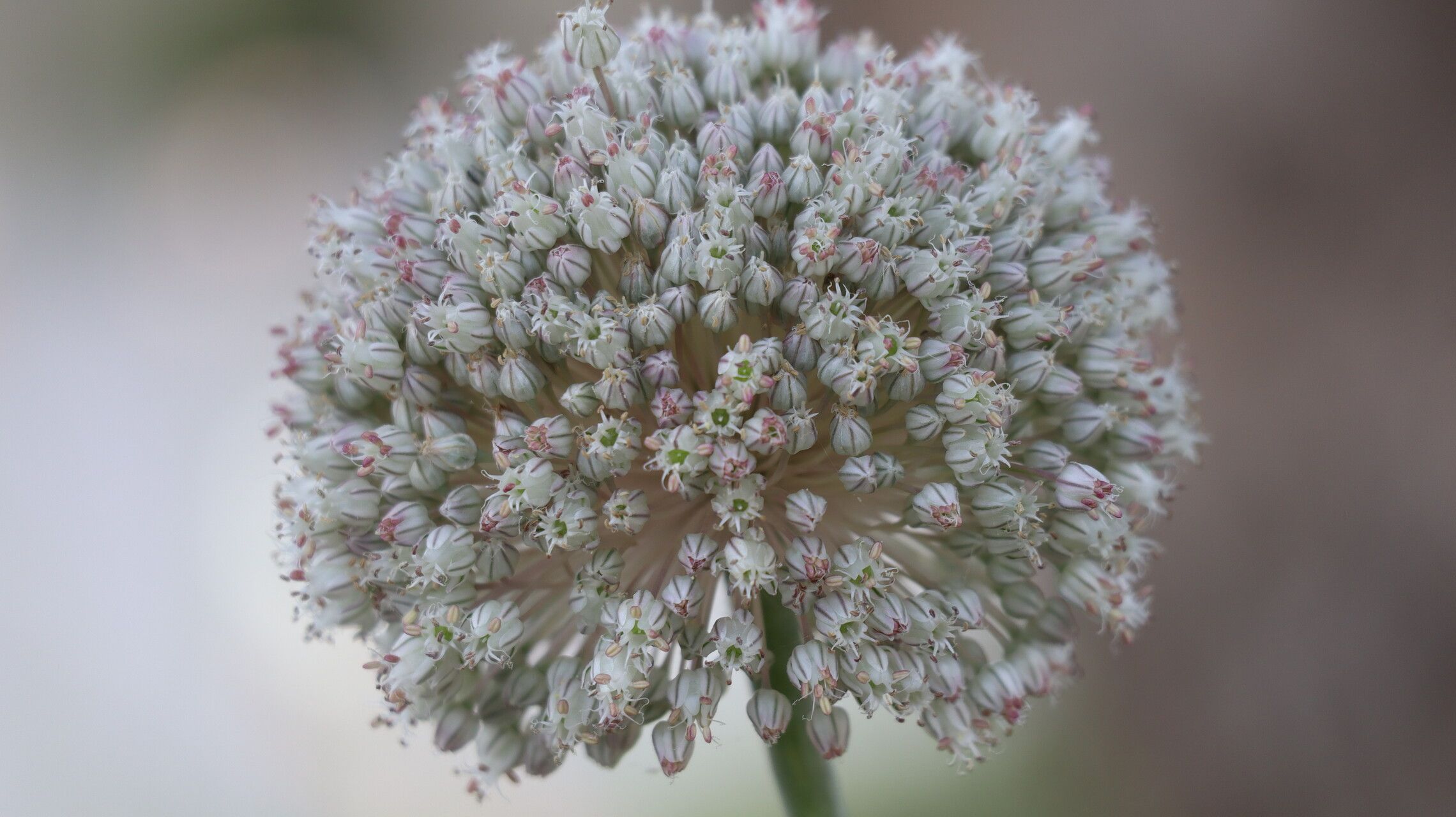 Allium baeticum flower