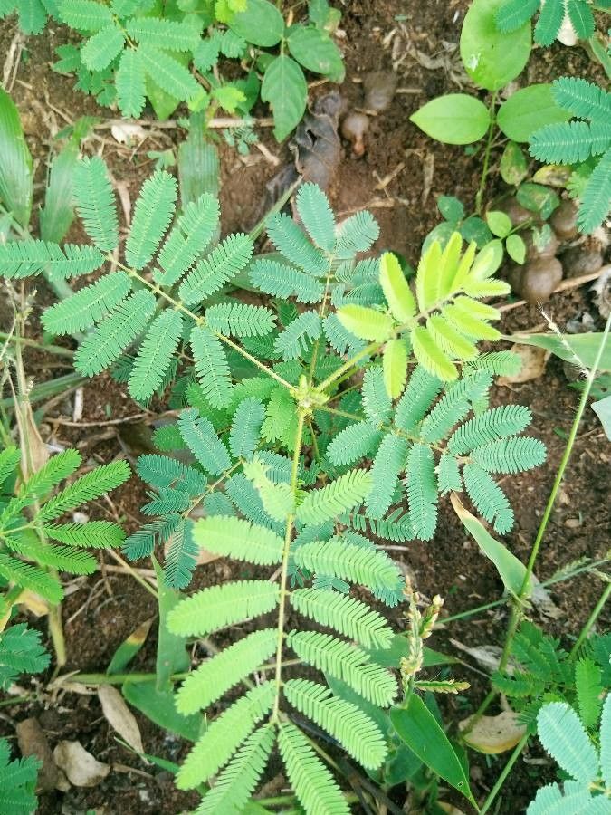 Schrankia leptocarpa — search result for 'Mimosa'