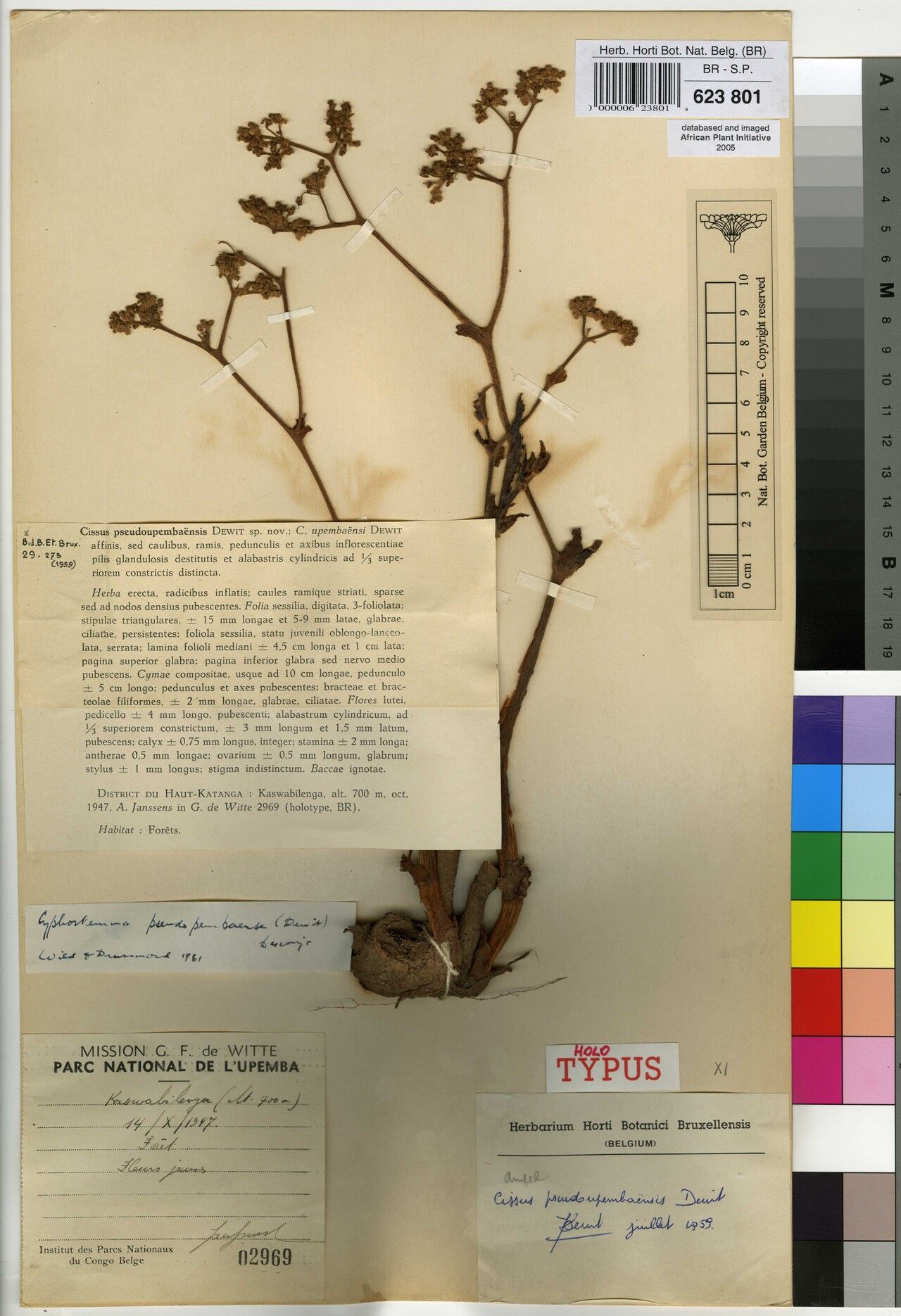 Cyphostemma pseudoupembaense — houseplant care guide