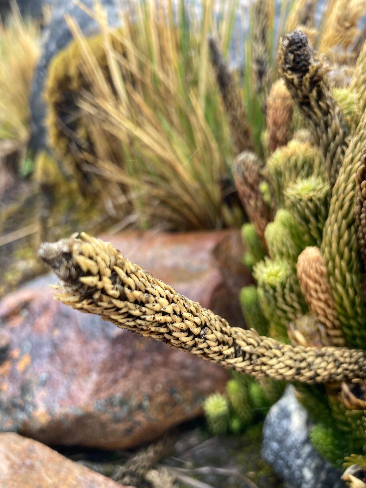 Huperzia saururus leaf