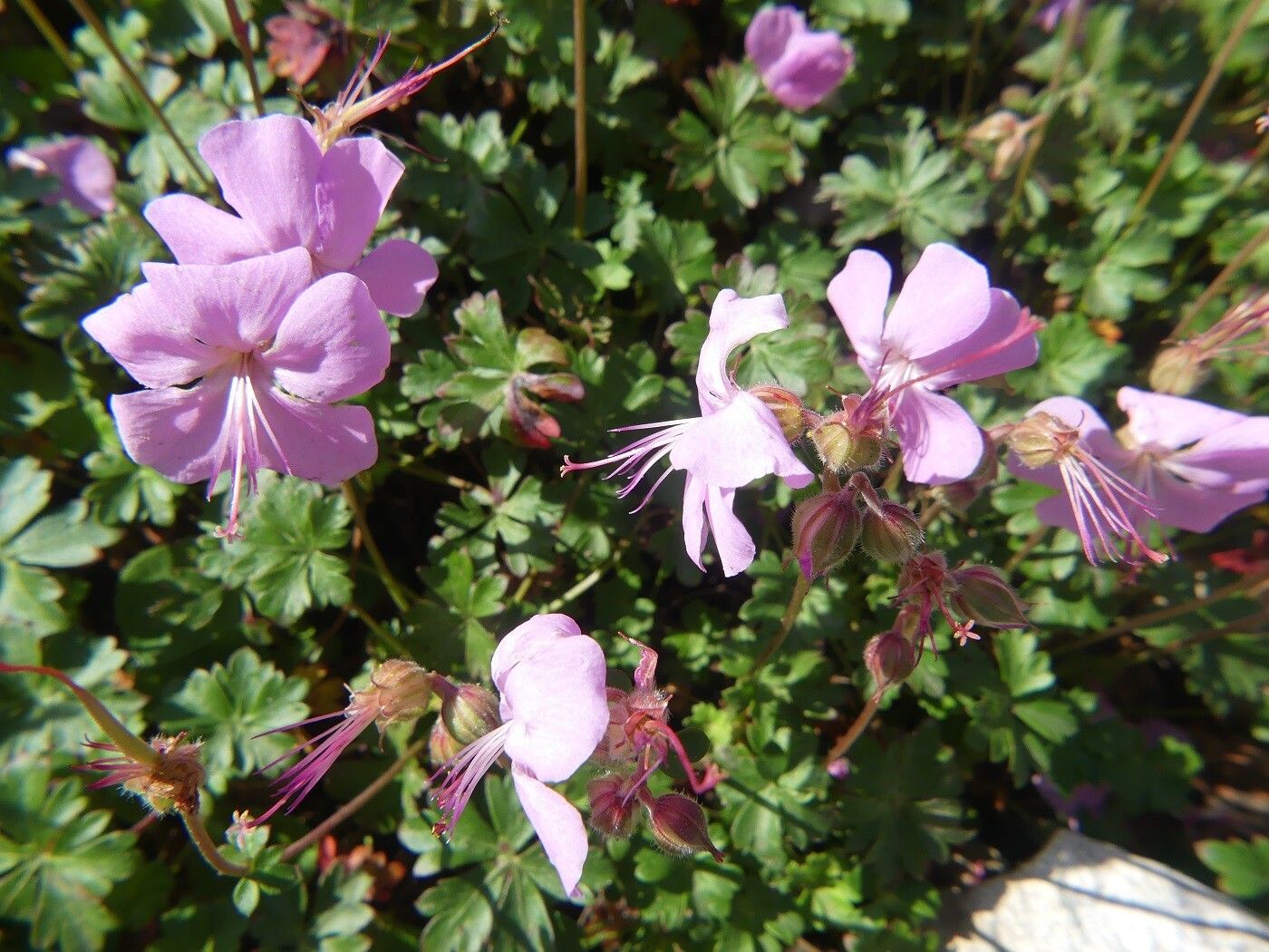 Geranium dalmaticum other