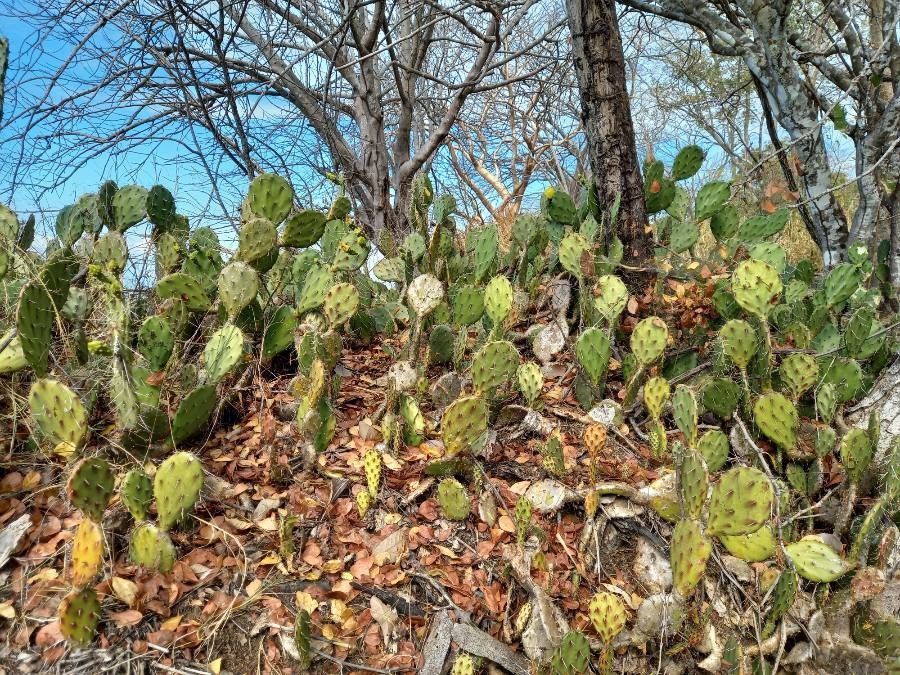 Opuntia guatemalensis habit